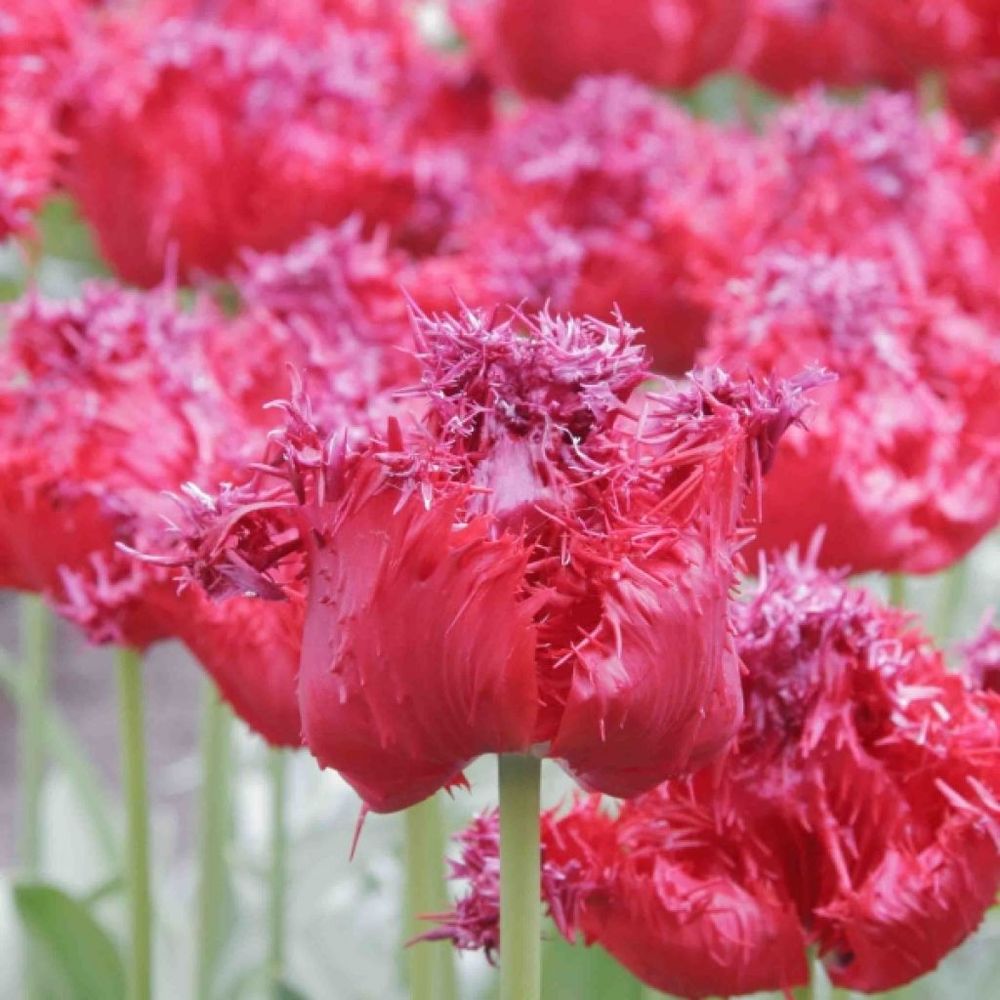 Tulipe dentelles 'barbados' bulbe calibre 12+ (par 6)