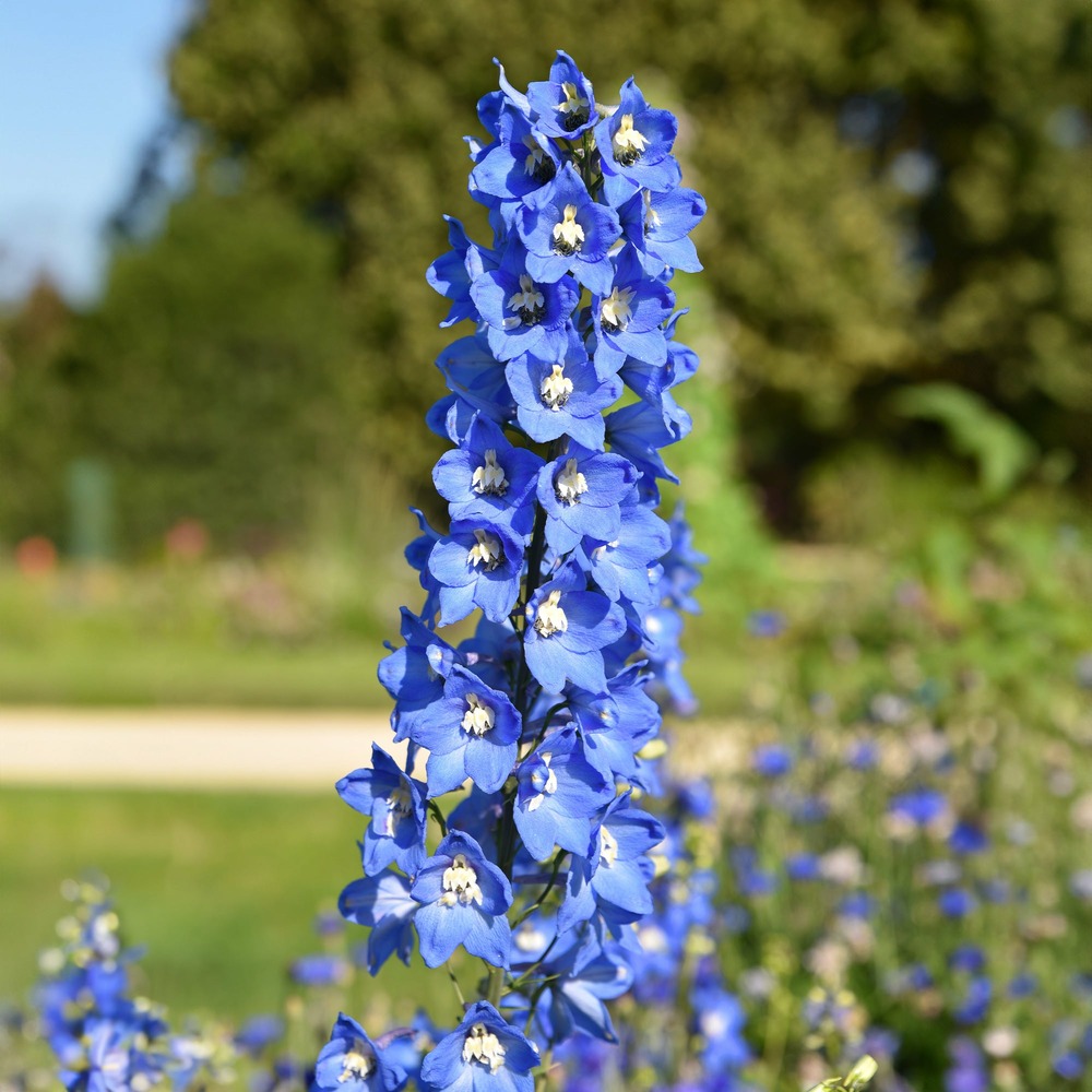 5 delphiniums ciel bleu - le paquet de 5 racines nues, vendu par lot de 2