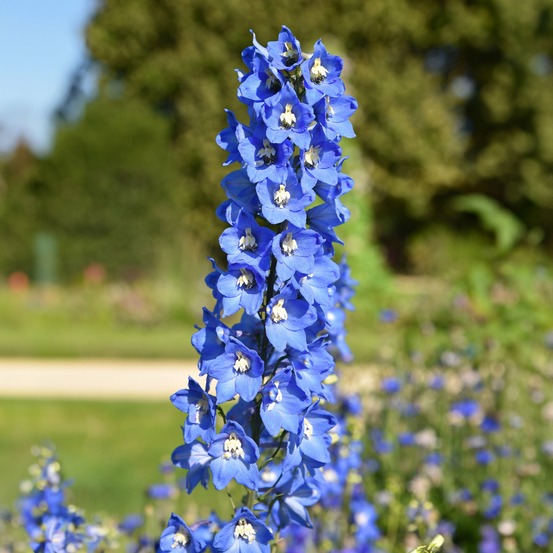 5 delphiniums ciel bleu - le paquet de 5 racines nues, vendu par lot de 2