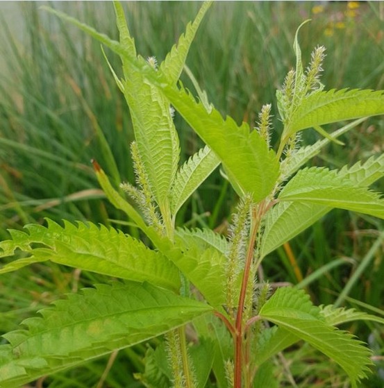 Ortie de chine godet de 8/9 cm