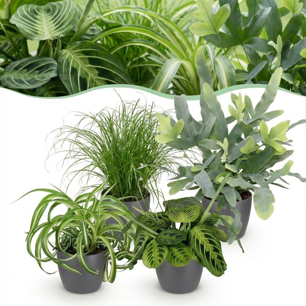 Chlorophytum - cyperus - phlebodium - marantha - pet-friendly - pot de 12cm - hauteur 25cm - plantes d'intérieur