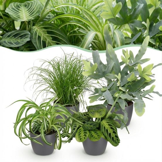 Chlorophytum - cyperus - phlebodium - marantha - pet-friendly - pot de 12cm - hauteur 25cm - plantes d'intérieur