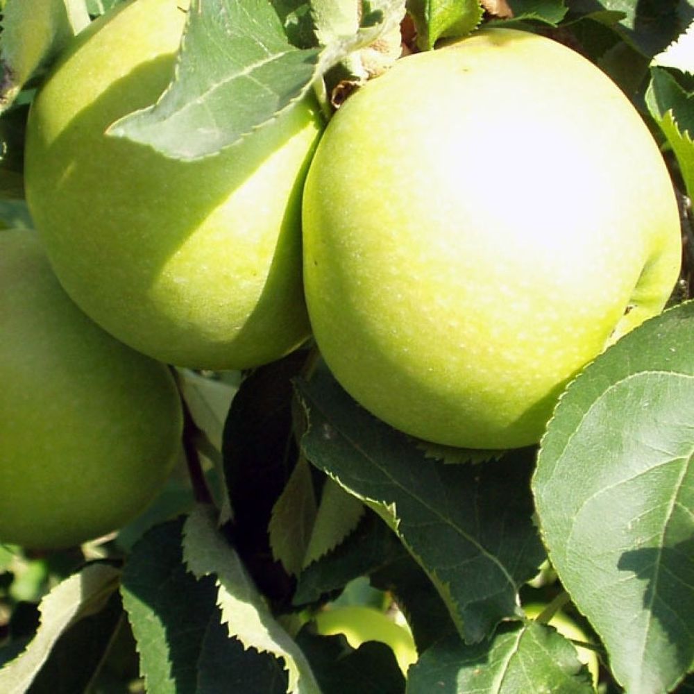 Pommier 'golden delicious' pot de 7,5l/10l, gobelet