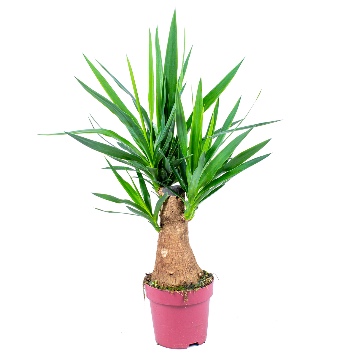 Yucca 'elephantipes' 1 tig - palm lily par pièce - plante d'intérieur et pot de pépinière ⌀19 cm - ↕50-60 cm