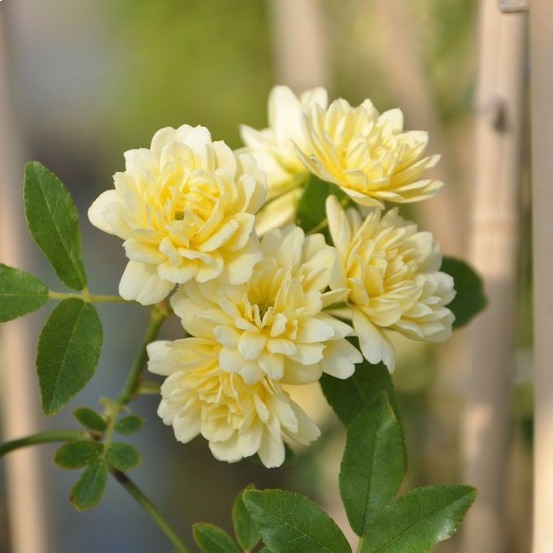 Rosier de banks 'lutea' - rosa banksiae 3l - 60/90cm