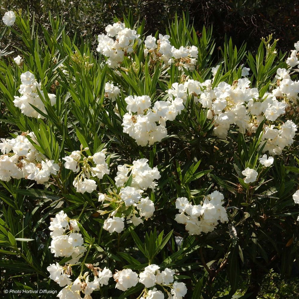 Laurier rose à fleurs blanches pot de 6l/7l