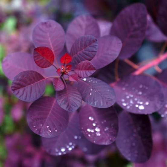 Arbre à perruques 'royal purple' (cotinus coggygria 'royal purple')