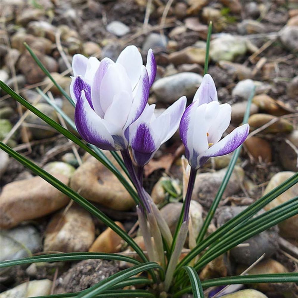 Crocus 'ladykiller ' bulbe calibre 5+ (par 15)