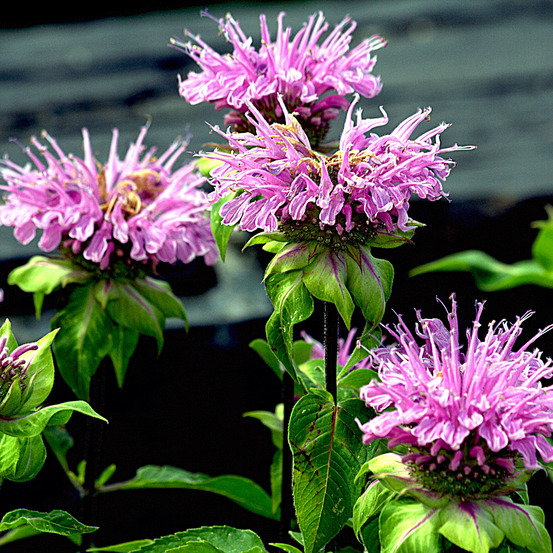 Monarde 'melissa' godet de 8/9 cm