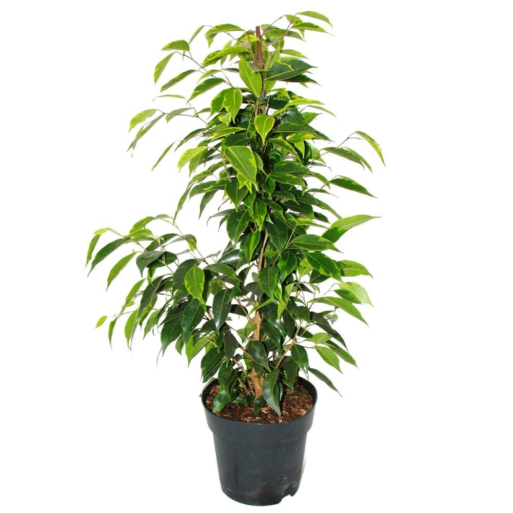 Ficus benjamini 