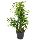 Ficus benjamini "anastasia" en pot de 17cm
