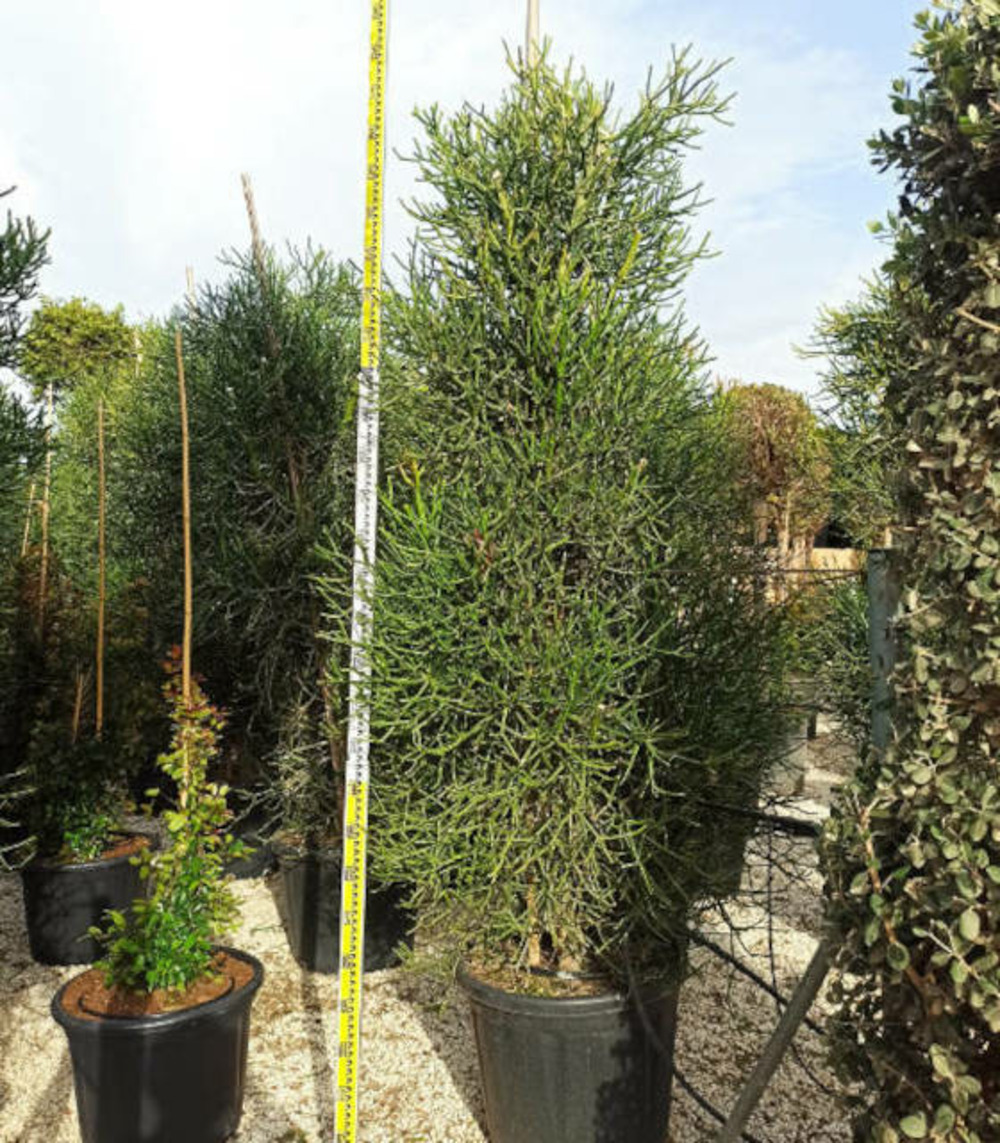 Euphorbia tirucalli (cactus crayon) pot de 250l 200/250cm