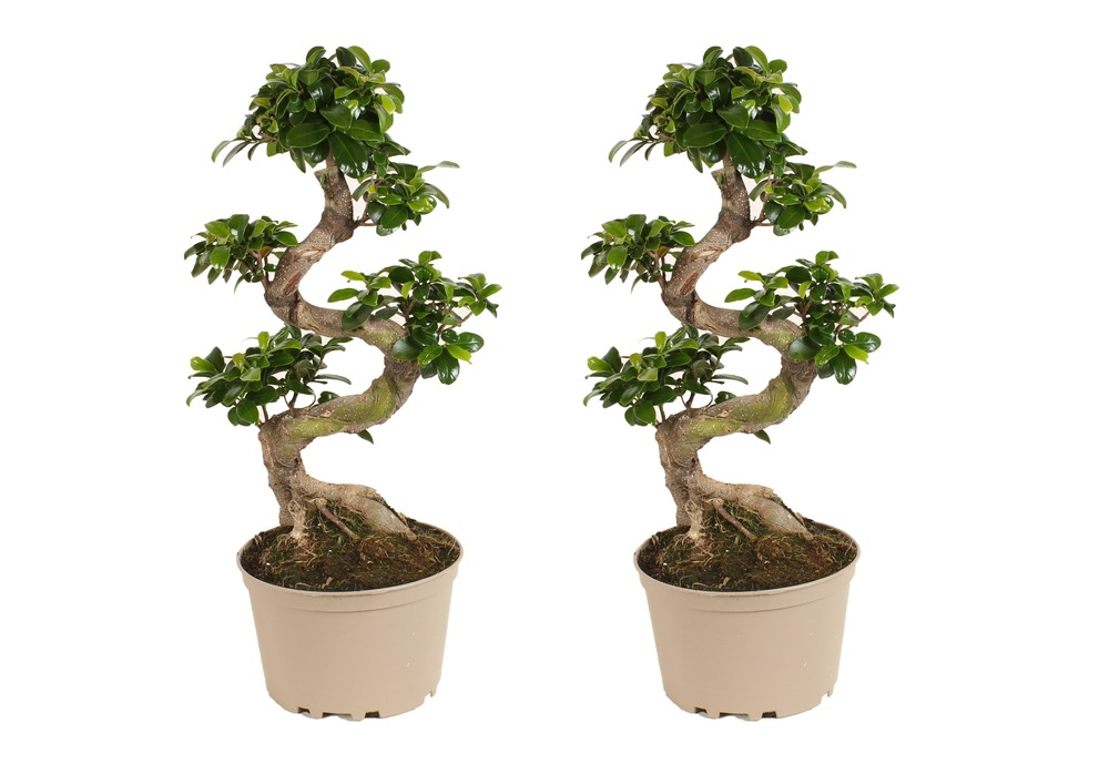 Ficus ginseng s-shape - set de 2 - japonaise bonsai - plante d'intérieur - pot 22cm - hauteur 60-70cm