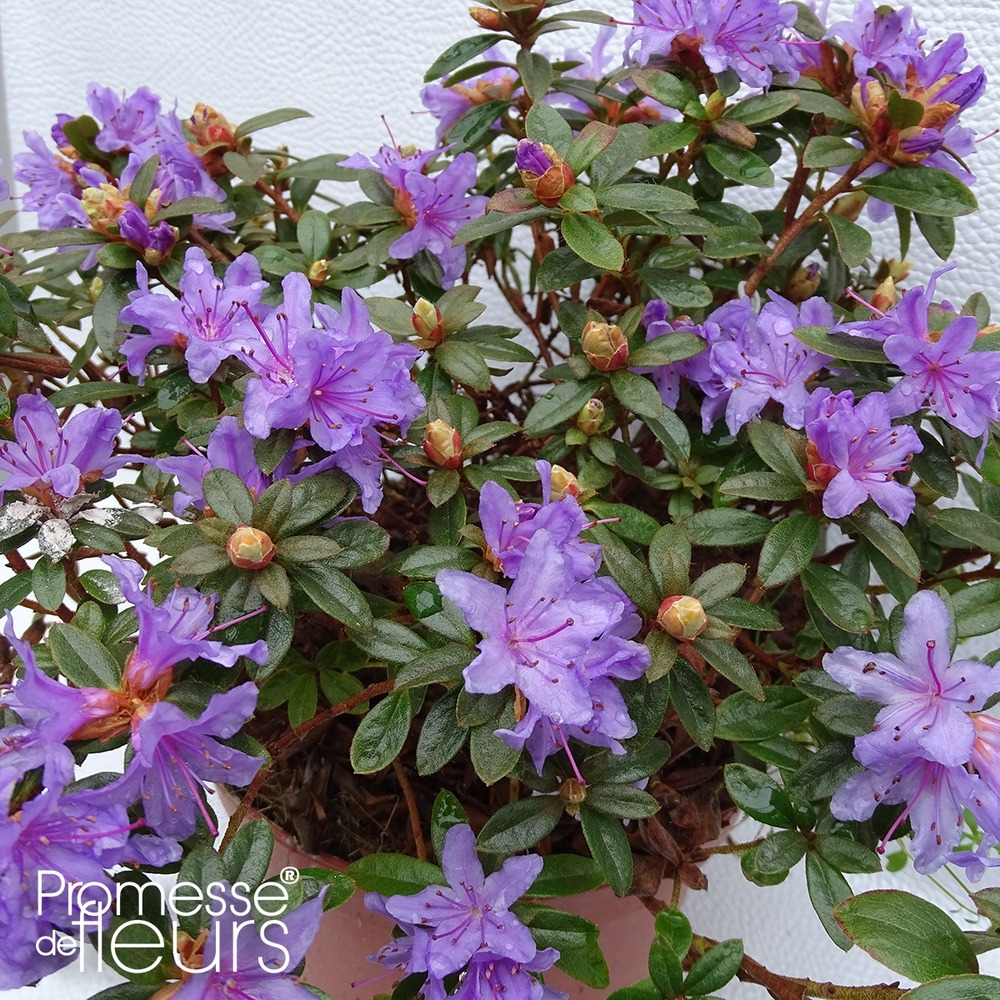 Rhododendron 'moerheim' pot de 2l/3l