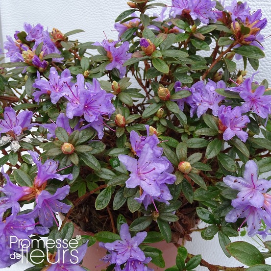 Rhododendron 'moerheim' pot de 2l/3l