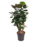 Polyscias fabian - aralia - arbre caractéristique - véritable grande plante verte d'intérieur - pot 21cm - hauteur 80-85cm