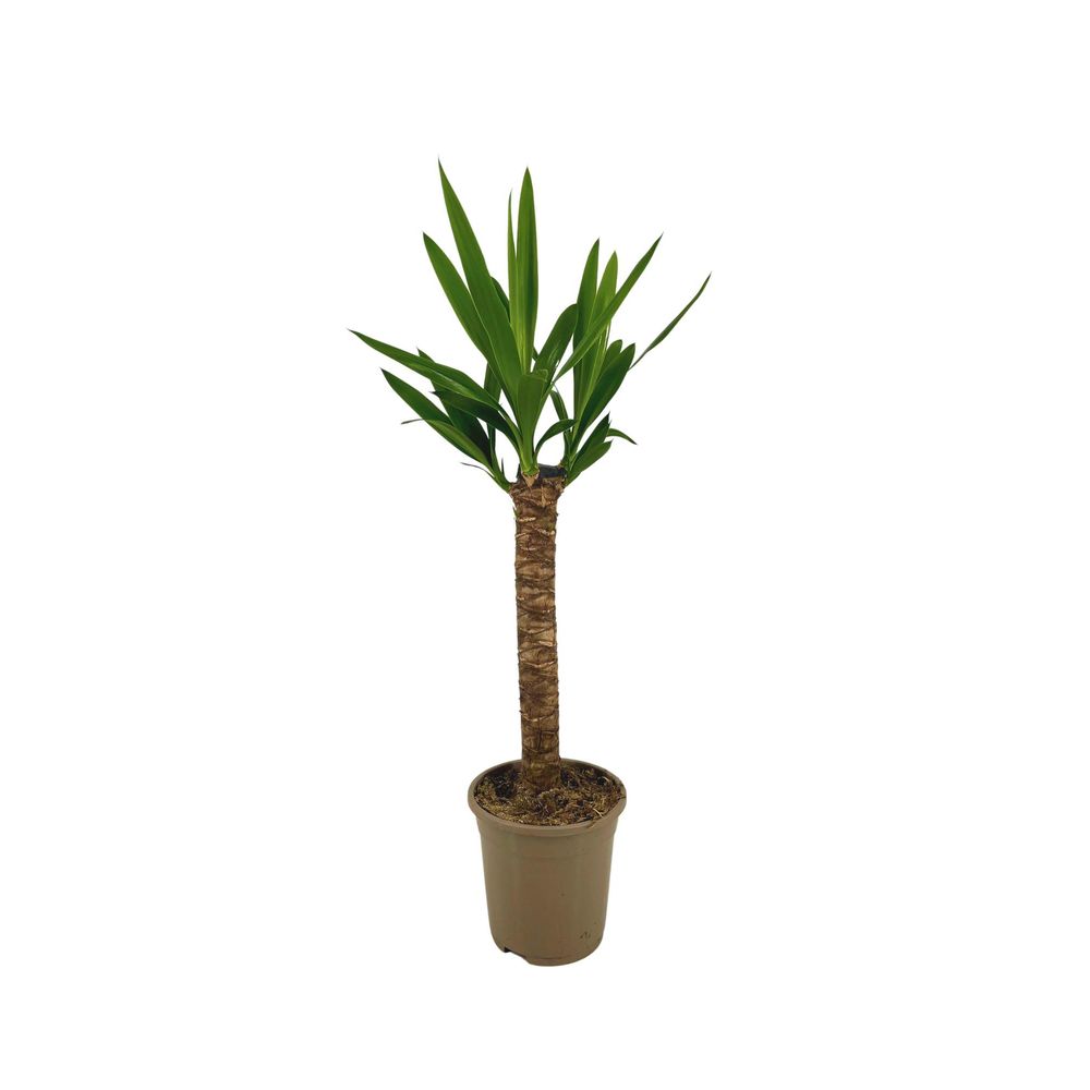 Yucca elephantipes ø17cm - ↕60 - 80cm - plantes d'intérieur