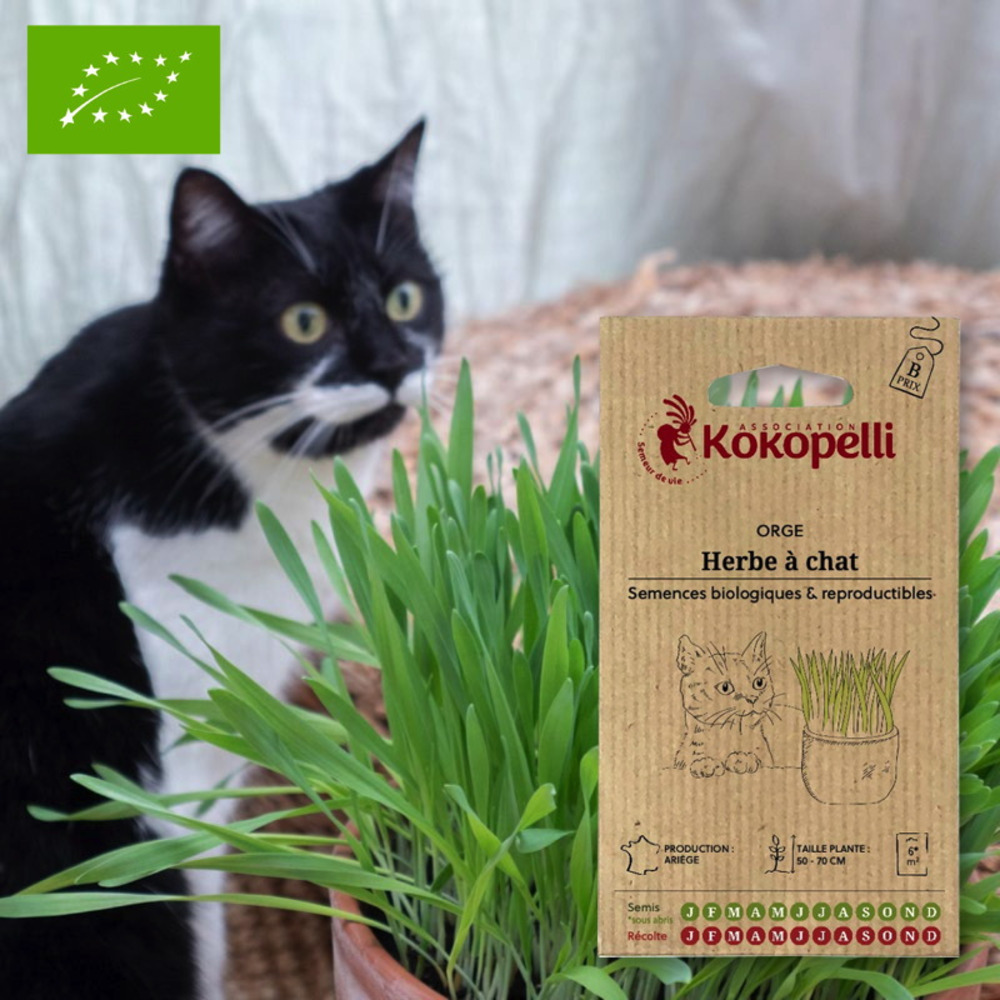 Graines bio à semer - orge herbe à chat