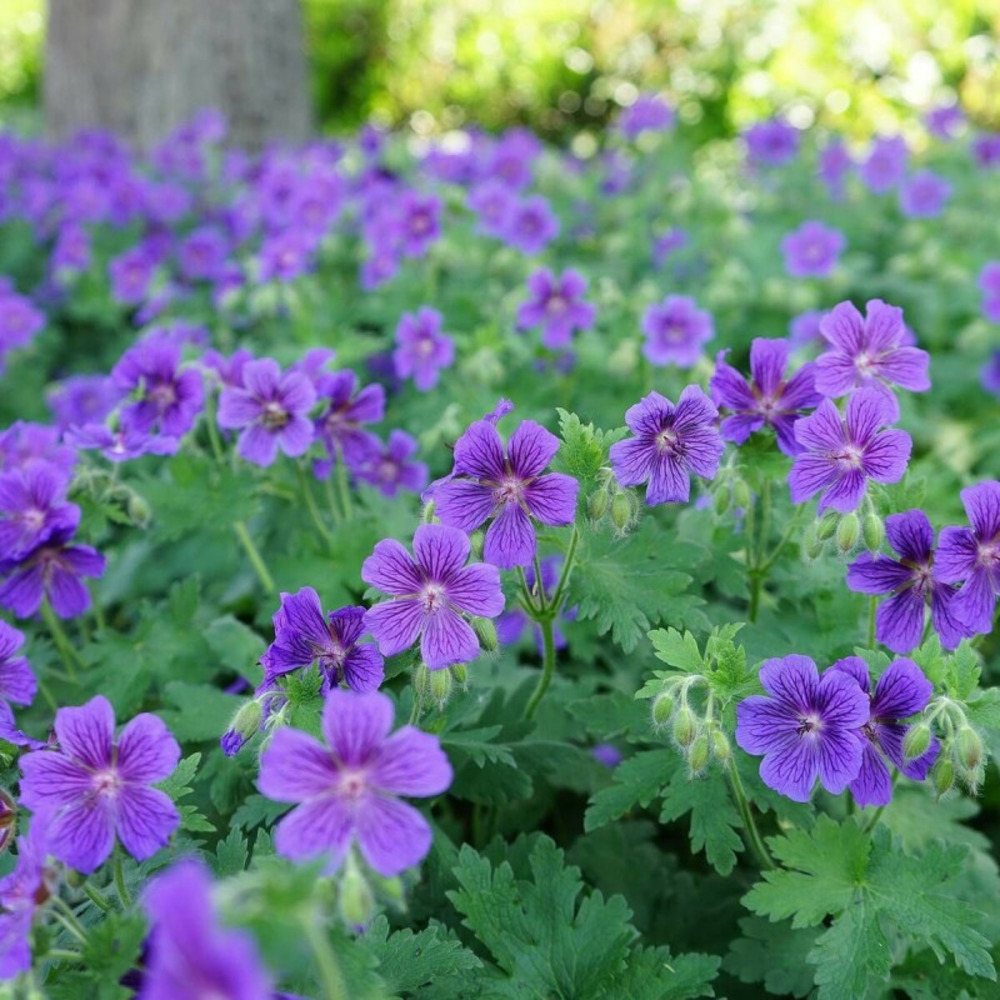 Géranium vivace magnificum godet - 5/20 cm
