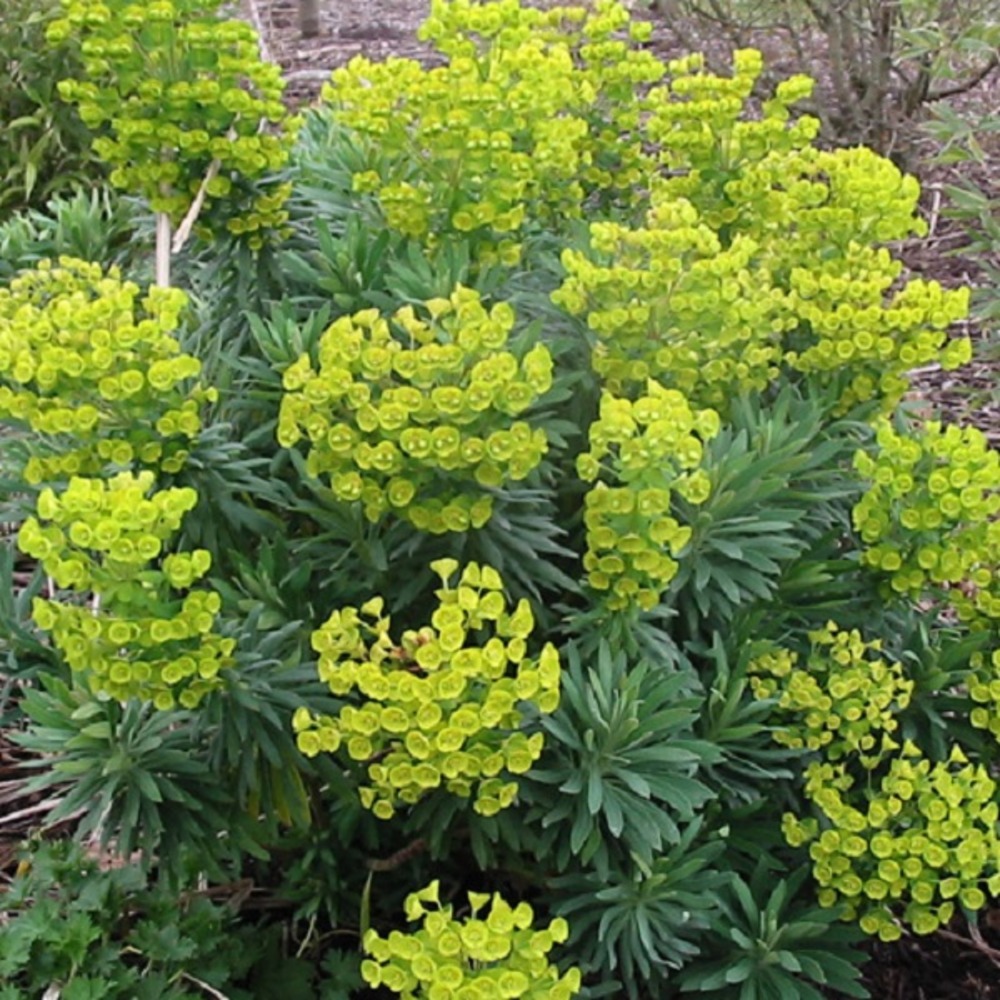 6 x euphorbe des vallons - euphorbia characias 'forescate'  - godet 9cm x 9cm