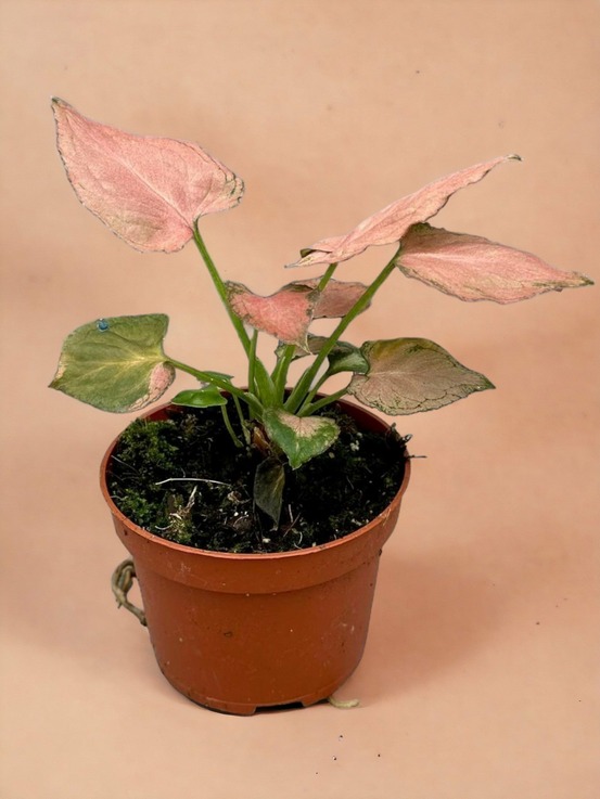 Syngonium pink perfection