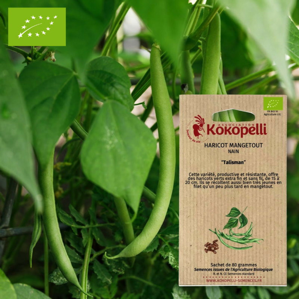 Graines bio à semer - haricot talisman