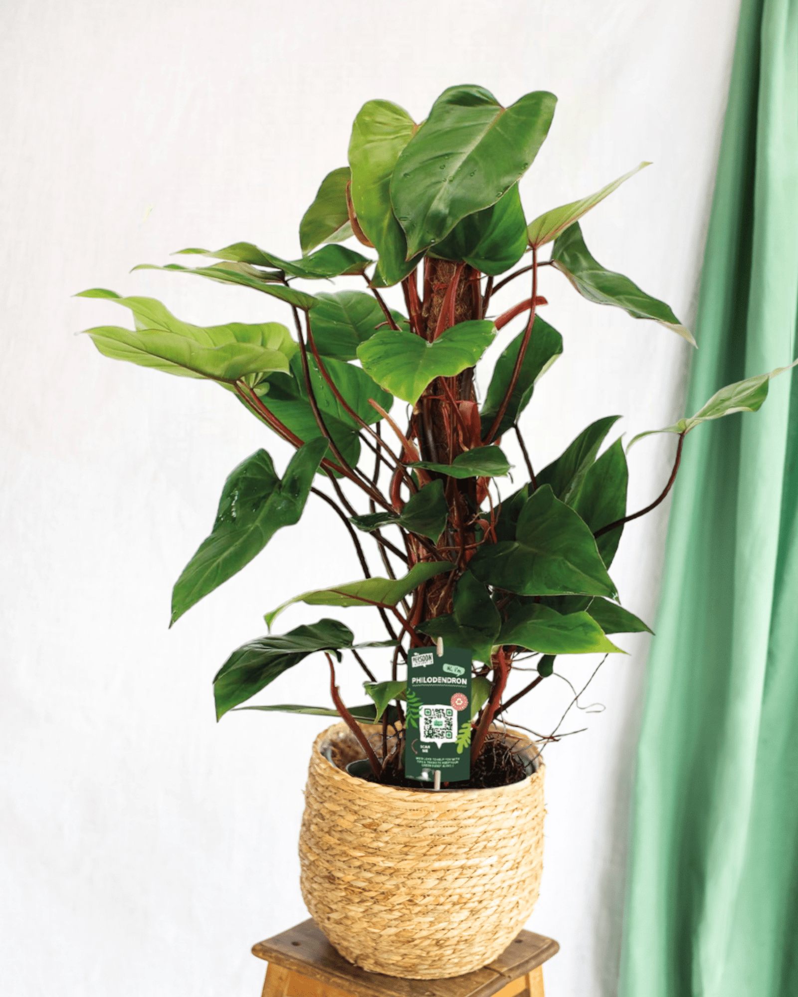 Plante d'intérieur - philodendron red emerald 80cm