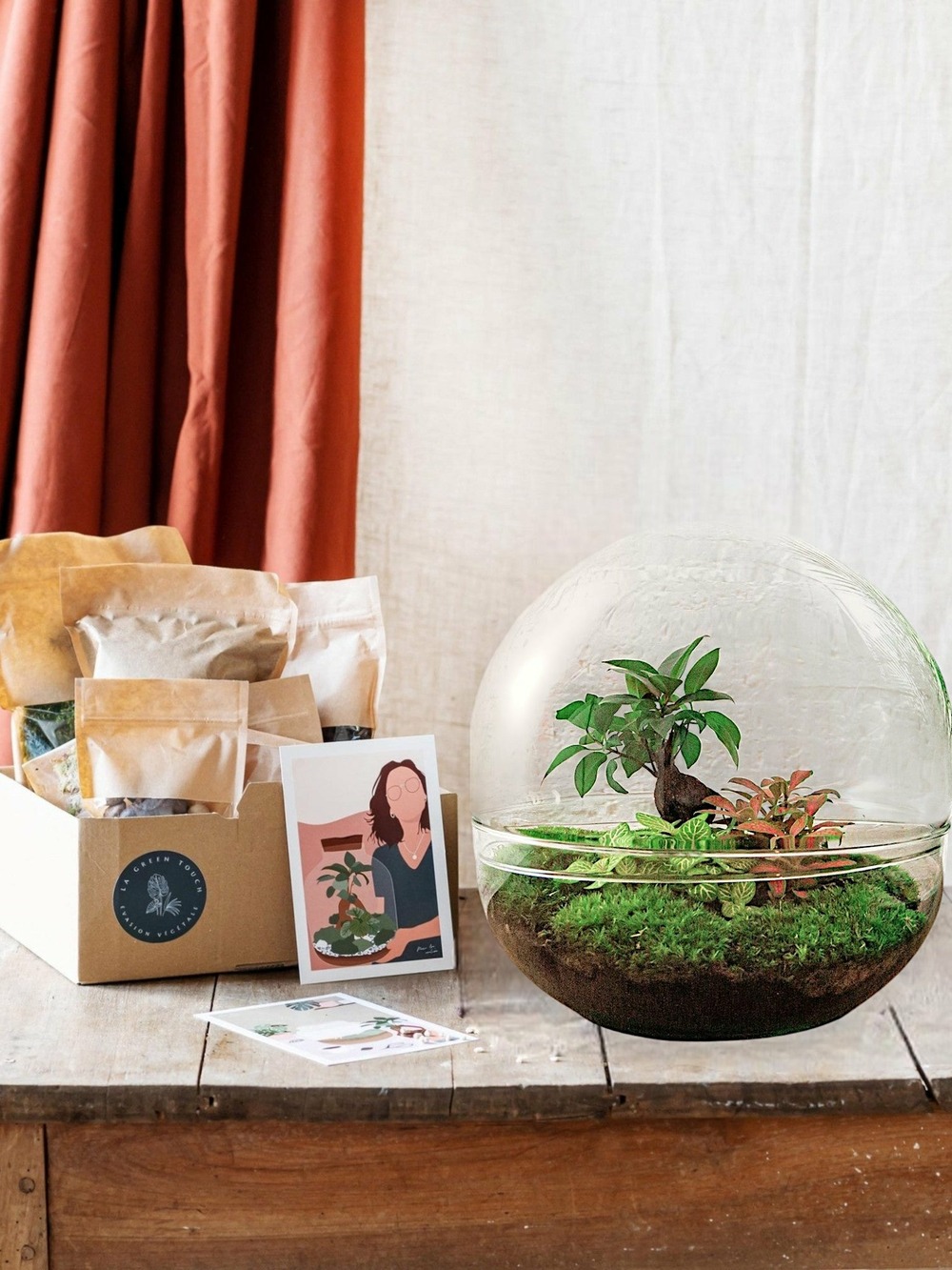 Kit terrarium diy - dome xl ficus + 2 fittonia - rateau + pelle