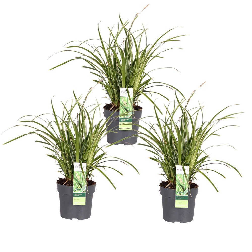 3x - carex morrowii 'ice dance' - h30 cm - ø14 cm - plante d'extérieur