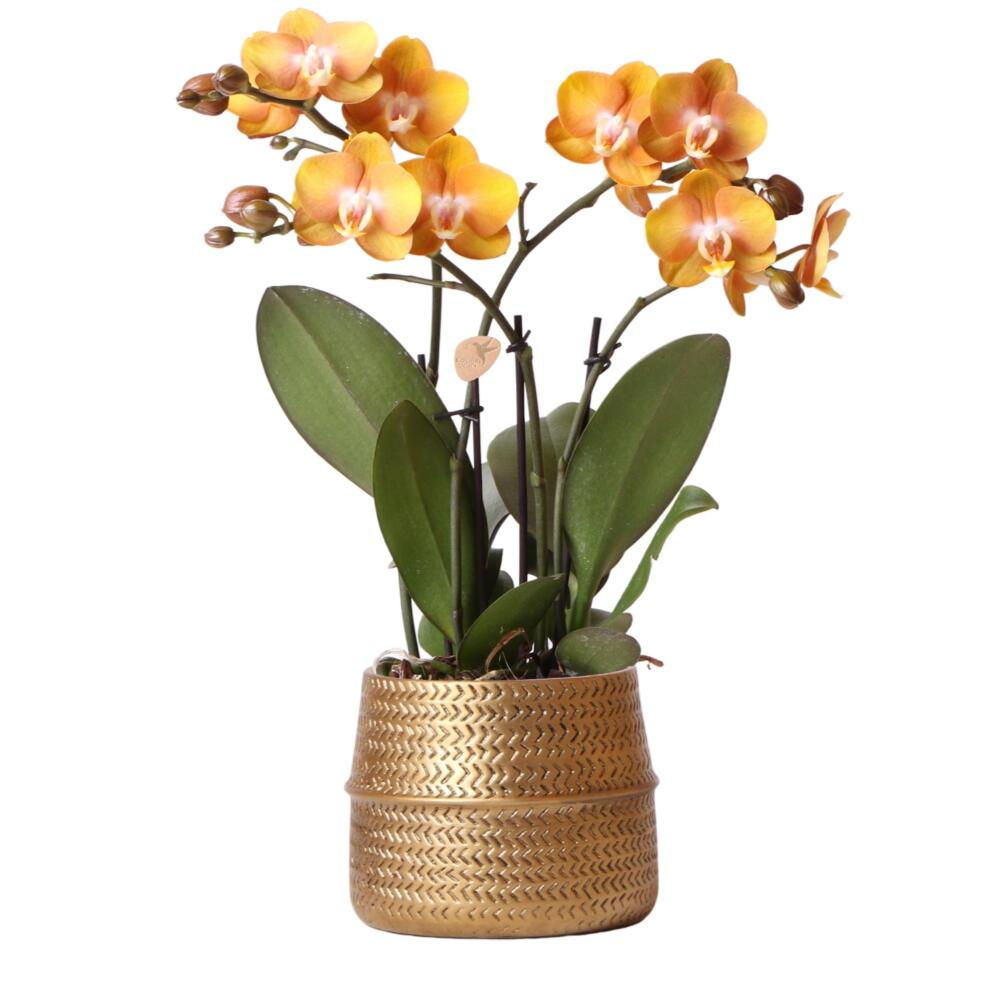 Kolibri orchids - orchidée phalaenopsis orange las vegas en pot décoratif groove doré - taille du pot 12cm