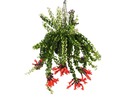 Aeschynantus 'twister' - plante suspendue - ⌀15cm - hauteur 20-30cm