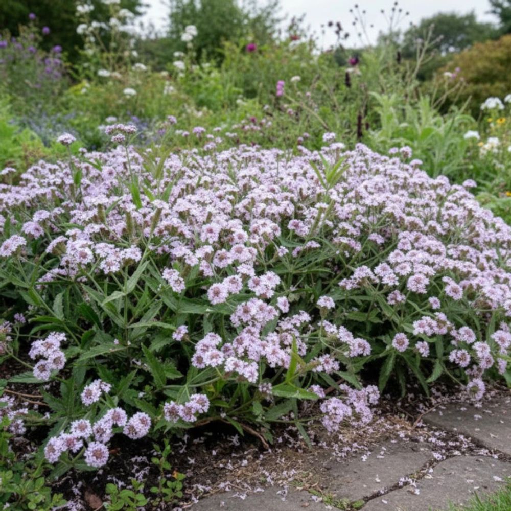 Verveine polaris godet