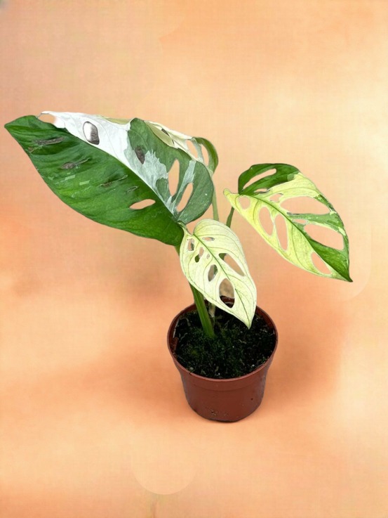 Monstera adansonii variegata