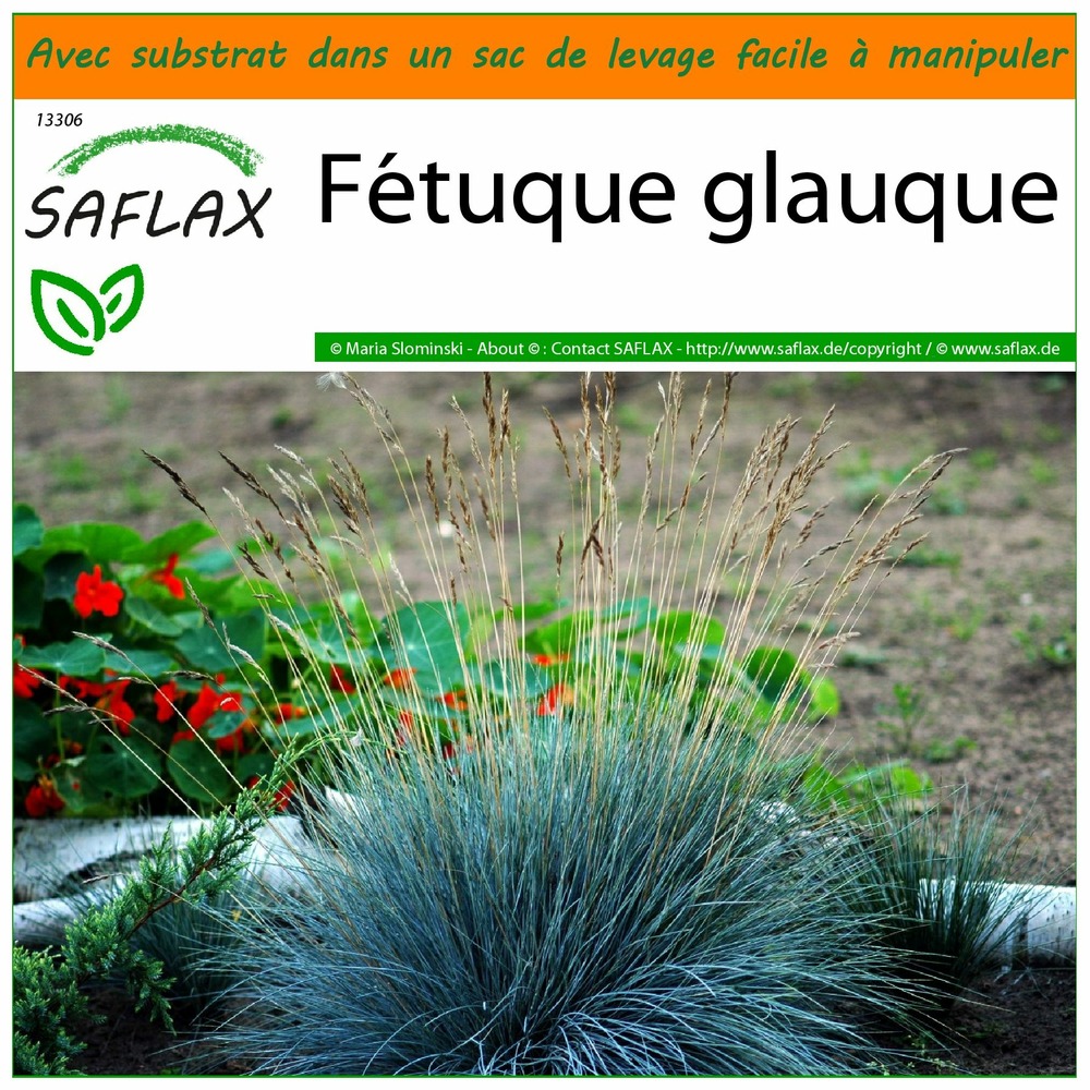 Garden in the bag - fétuque glauque - 50 graines - festuca glauca
