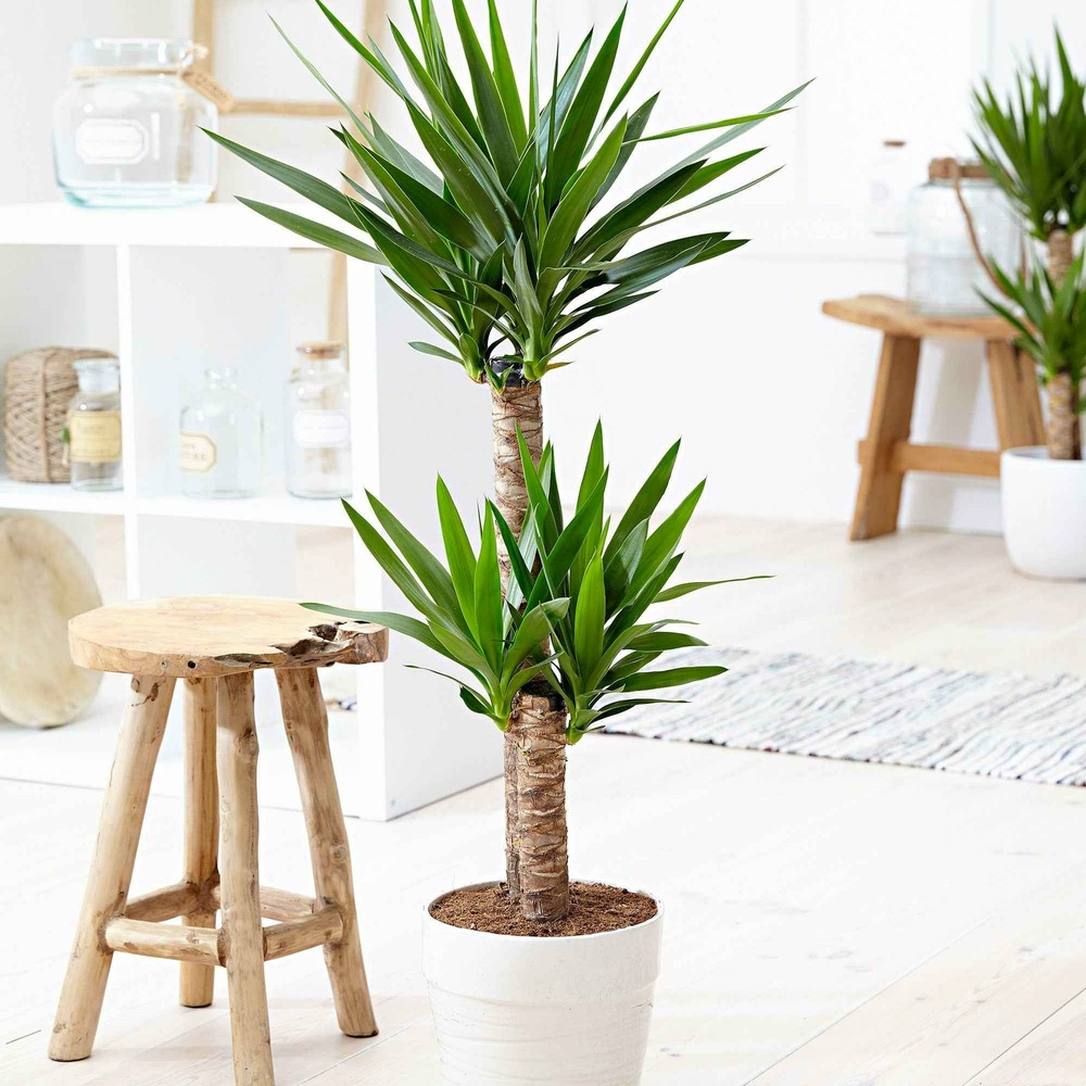 Yucca elephantipes - le pot / ø 17cm / hauteur livrée environ 80cm