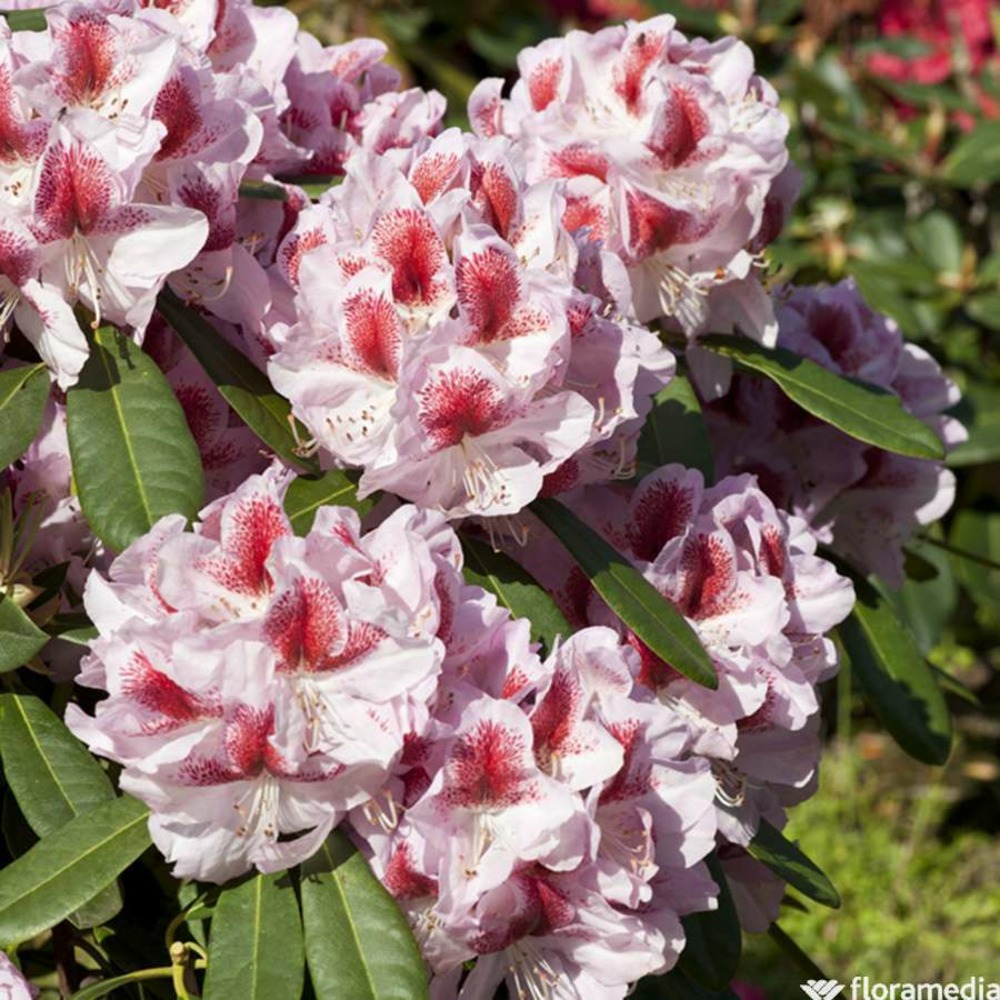 Rhododendron x 'belami':pot 7.5l