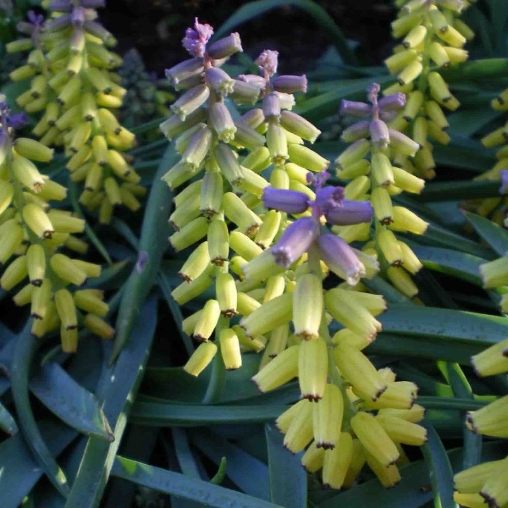 Muscari macrocarpum 'golden fragance' bulbe calibre 9+ (par 5)