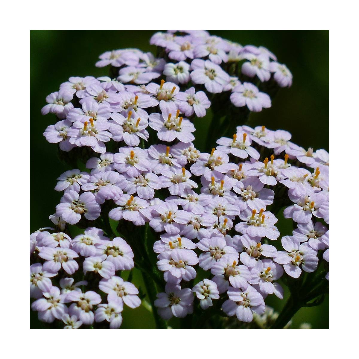 Achillée millefeuille lilac beauty/achillea millefolium 'lilac beauty'[-]godet