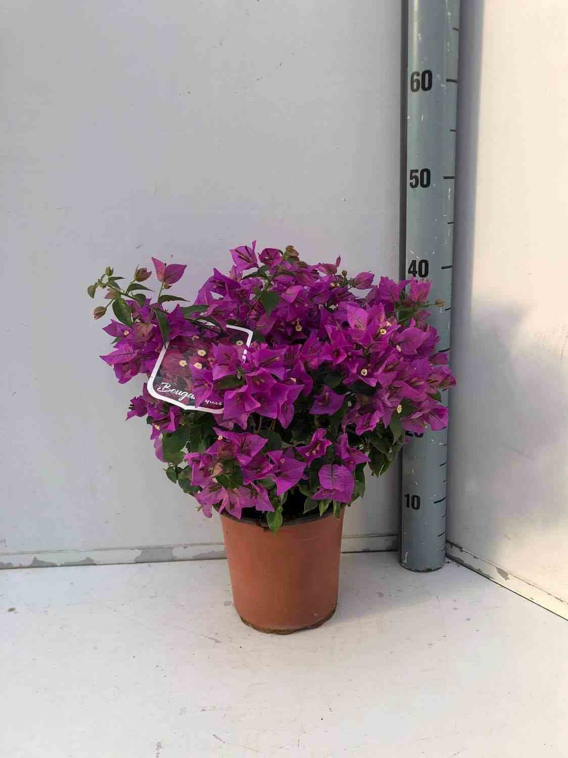 Bougainvillea vera (bougainvillier très florifère) taille pot de 25l -200cm