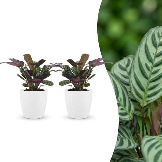 Ctenanthe burle marxii - plante dormeuse - arête de poisson - pot de 12cm - plantes d'intérieur