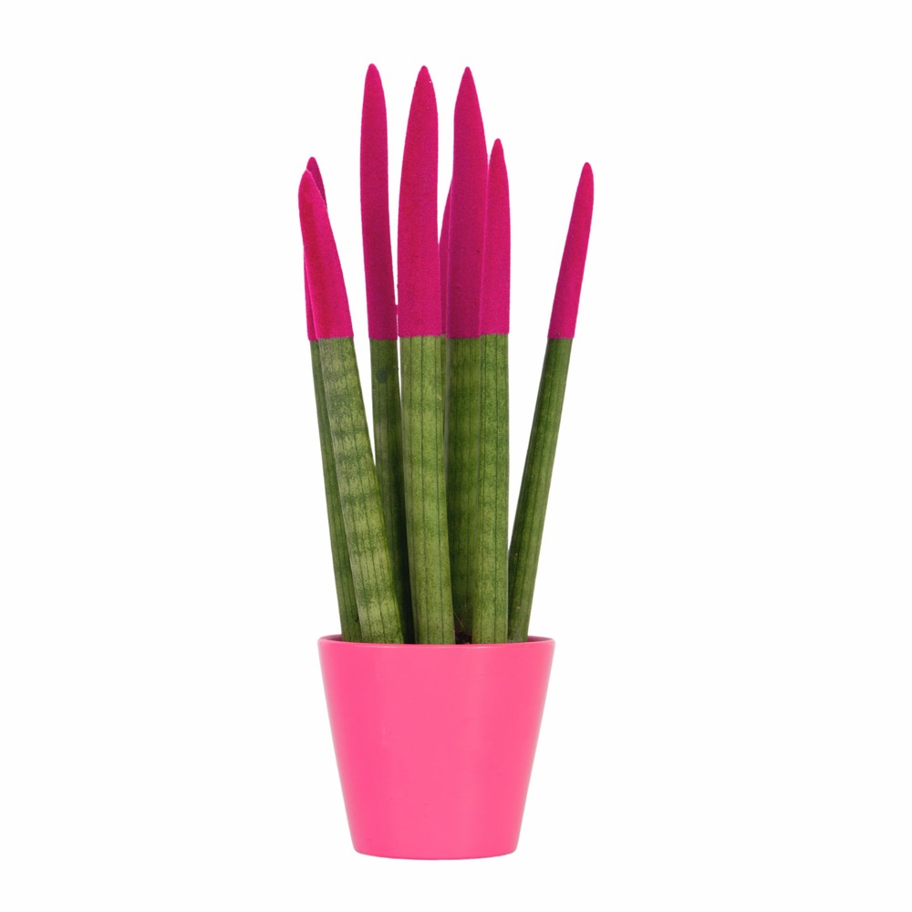 Sansevieria cylindrique - hauteur 20-40cm - pot 9cm