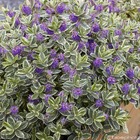 Hebe x 'andersonii variegata':pot 4l
