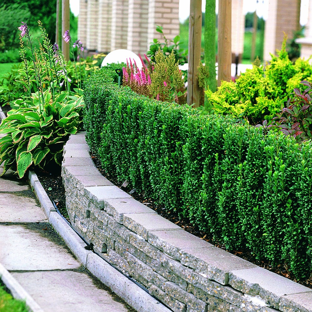 Houx crénelé fastigiata - le pot / 2l / hauteur livrée 25-30cm