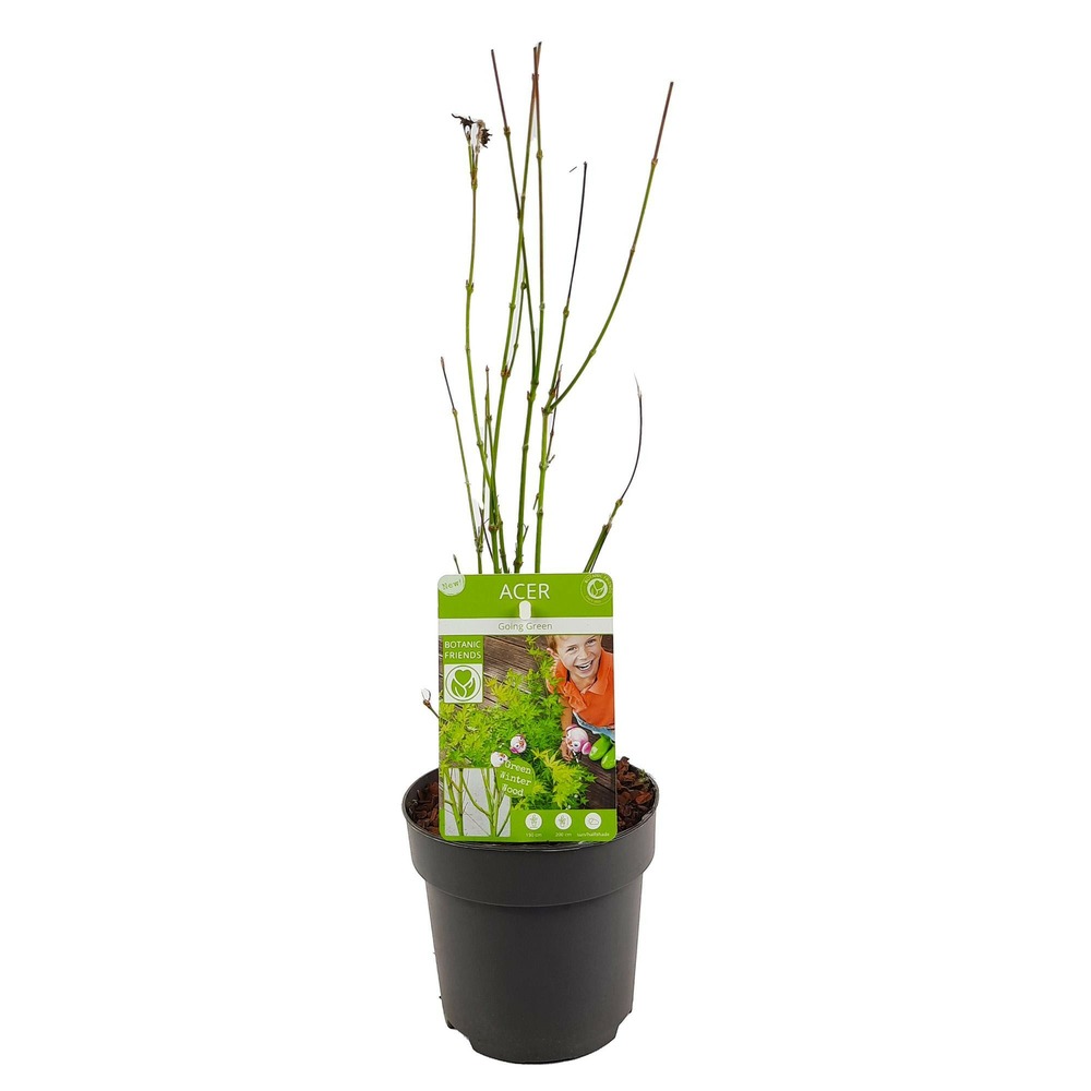 Acer palm. 'going green'® une variante:paume d'acer. 'pas vert'® - ?30cm - ø15cm