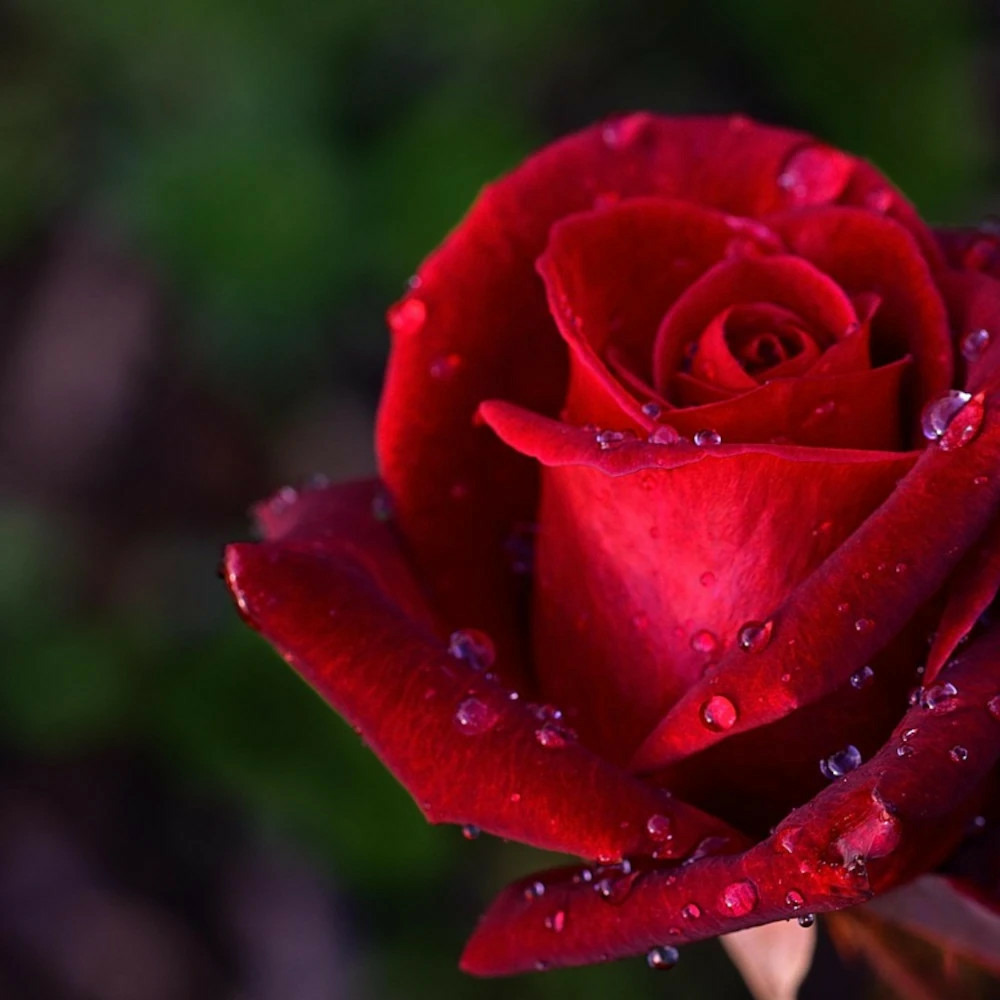 Rosier arbustif château d´amboise® 'delrouvel' pot de 5l - touffe