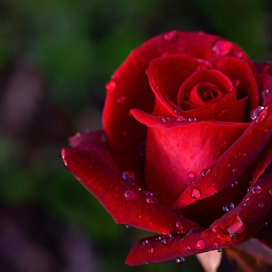 Rosier arbustif château d´amboise® 'delrouvel' pot de 5l - touffe