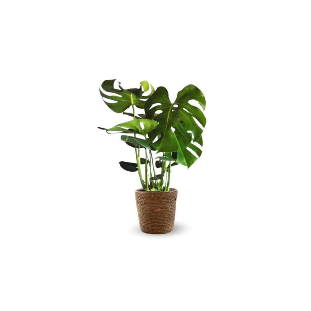 Monstera deliciosa avec panier en jonc de mer - plante trouée - purificateur d'air - ↕ 45-50 cm - ⌀ 17 cm - plante d'intérieur