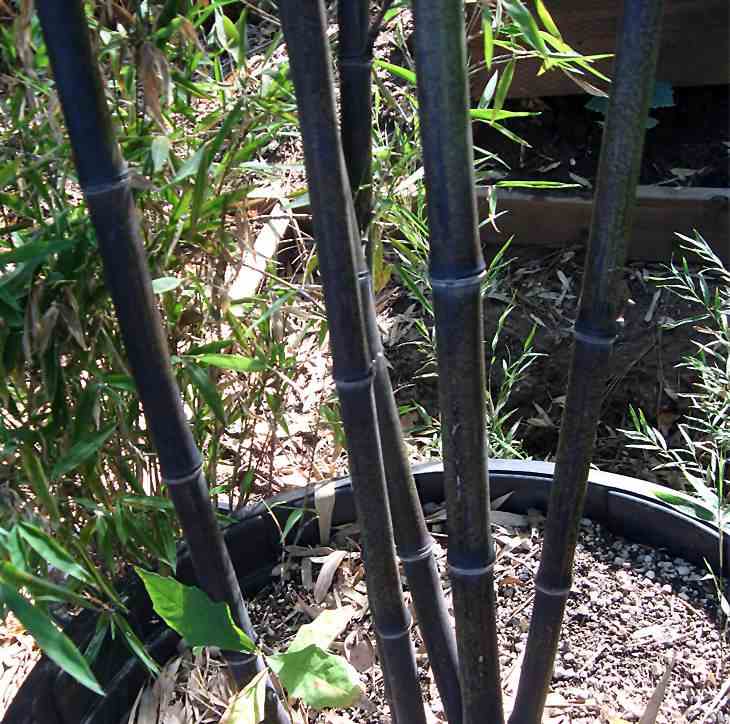 Phyllostachys nigra (bambou noir) taille pot de 5 litres ? 80/100 cm