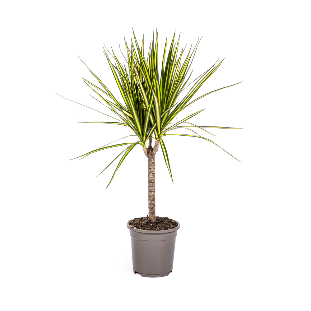 Dracaena marginata sunray ø17cm - ↕60 - 80cm - plantes d'intérieur