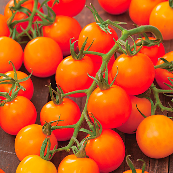 Plant de tomate cerise honey comb pot 0,5 l